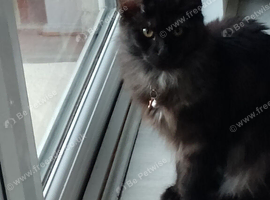 8 month old female Maine coon for sale
