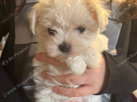 one beautiful Tiny Korean boy available