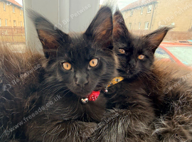 Male Main coon kitten