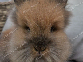 1 sooty fawn lionhead bucks