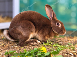 Rex Rabbits