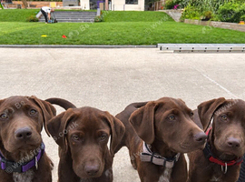 4 beautiful GSP/Labrador puppies