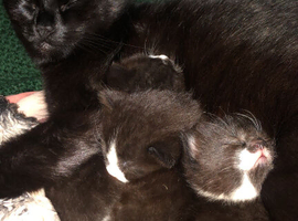 Female kitten