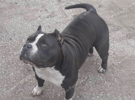 Female pocket bully