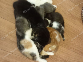 Female kittens