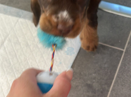 Cocker spaniel