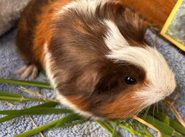 Guinea Pig -Baby Boy