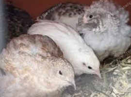 Breeding pairs of quails
