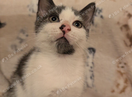 Gray and white kitten