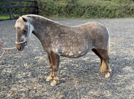 Stunning Silver Dapple Standard Shetland Mare Rising 4Yo Kids Pony