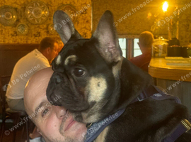 2&1/2 year old male French bulldog Black and Tan