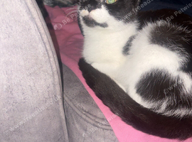 5 month old kitten