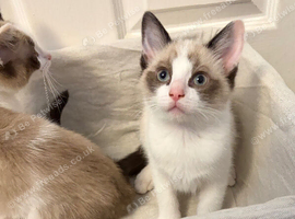 RAGDOLL X KITTEN