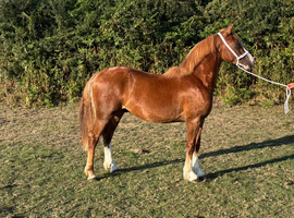 Stunning yearling colt