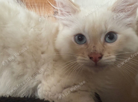 Ragdoll kittens rare blue sepia tortie & flame point 9 weeks ready now!