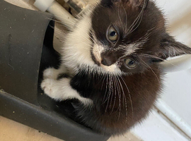 Female kitten 8 weeks old