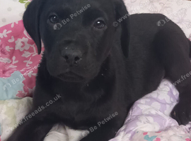 Delightful  FEMALE  Black Labrador puppies ready now.