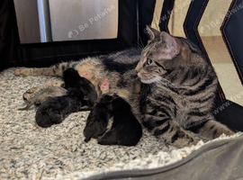 Kittens available from 25/09