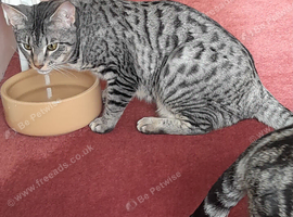 Gorgeous Silver and Black Spotted Full Pedigree TICA Registered Female Cat