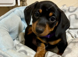 Beautiful Miniature Dachshund Puppies