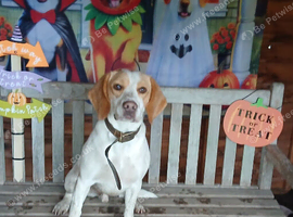 Beagle cross spaniel