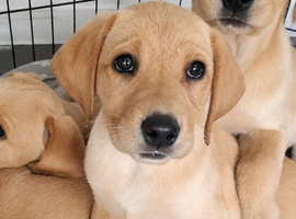 READY TO LEAVE last 3 Beautiful female labradors