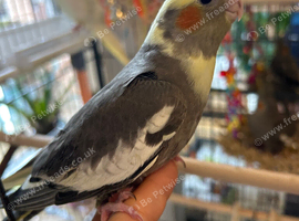 Baby Cockatiel Looking for a Loving Home ️