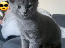 Loving kittens ready for new home
