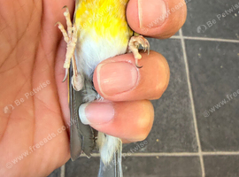 2025 peathrot goldfinch mule