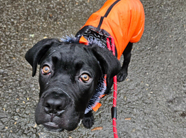 Zeus is looking for his forever home