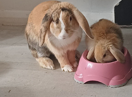 7x baby bunny's for sale
