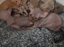Oriental x sphinx