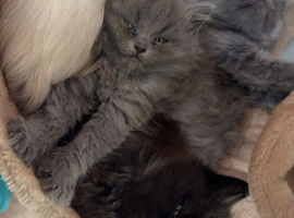 British shorthair x ragdoll kittens