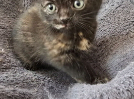 Lovely tortoiseshell girl kitten