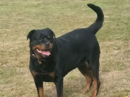 Wanted rottweiler  puppy