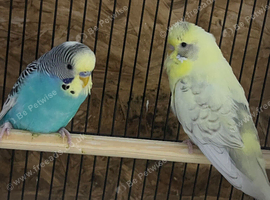 5 young budgies for sale