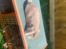 2 girl French lops
