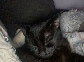 Black male cat