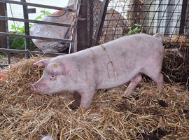Large White/Middle White Cross Weaner Boar & Gilt for sale