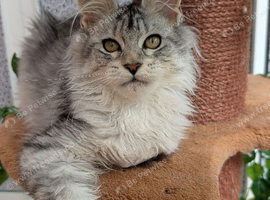 Maine coon kittens