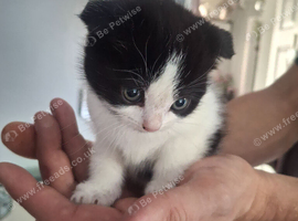 Male kitten