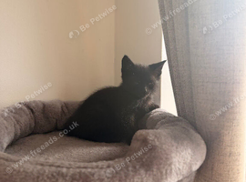 Little kitten