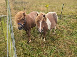 2 Shetland ponys