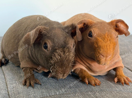 Skinny pig and Baldwin Guinepigs available