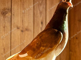 Pigeon