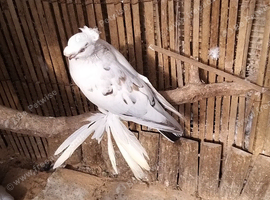 Uzbek pigeons for sale