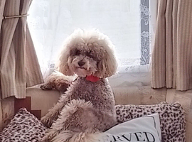 READY NOW! Poochon pups