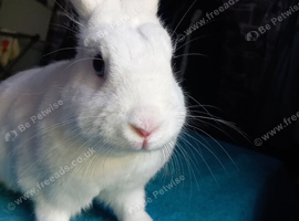 Male neutured bunny