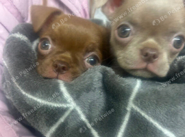 Pedigree Chihuahua pups