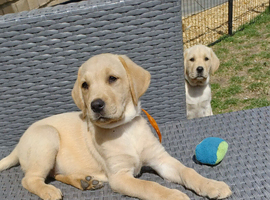 beautiful labrador puppies looking for their fover home
